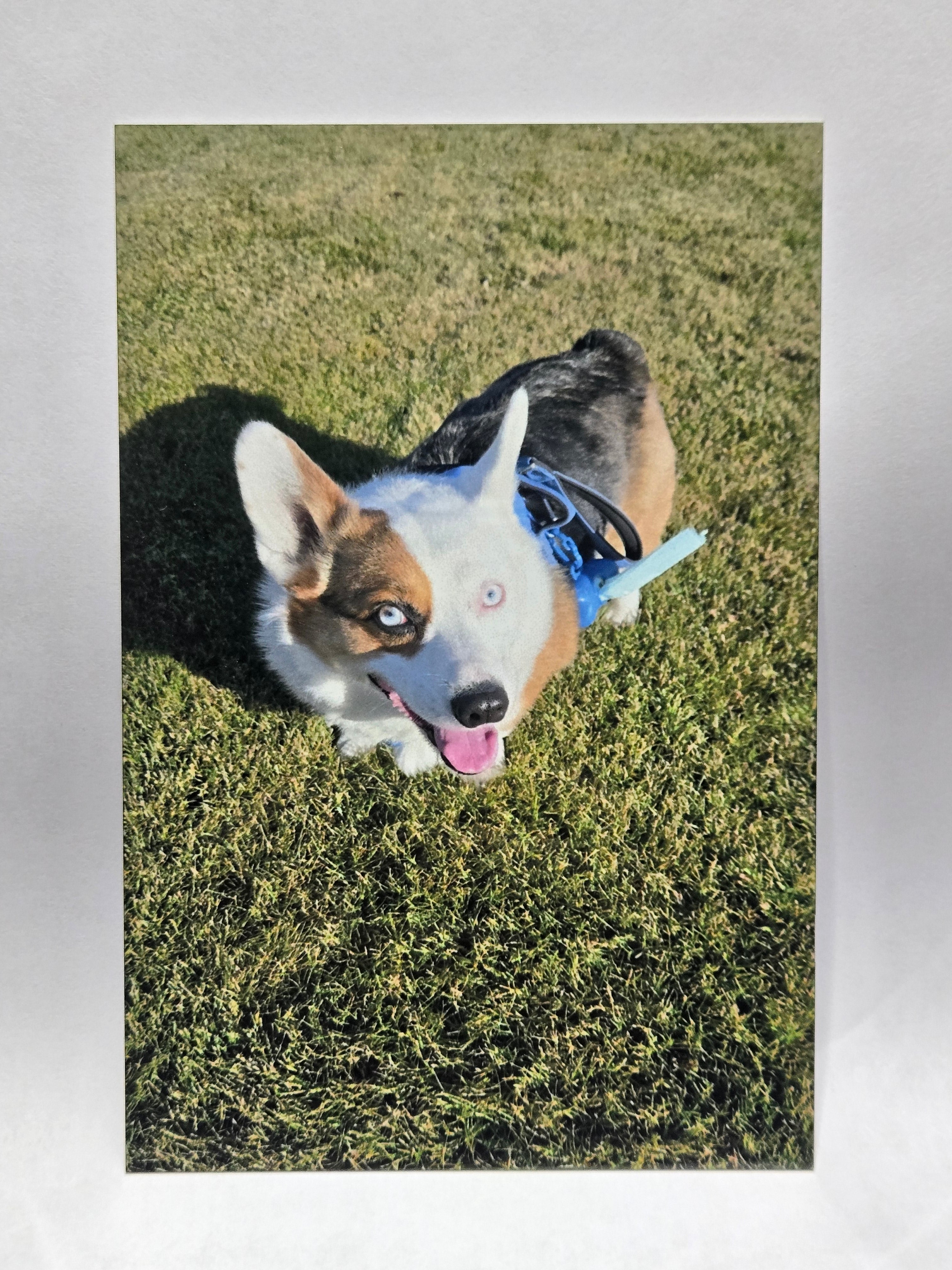 Glossy aluminum print of a dog wearing on a grassy background
