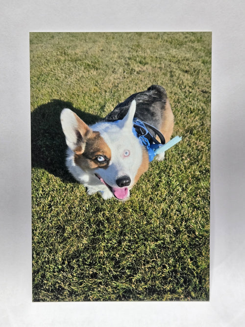 Glossy aluminum print of a dog wearing on a grassy background