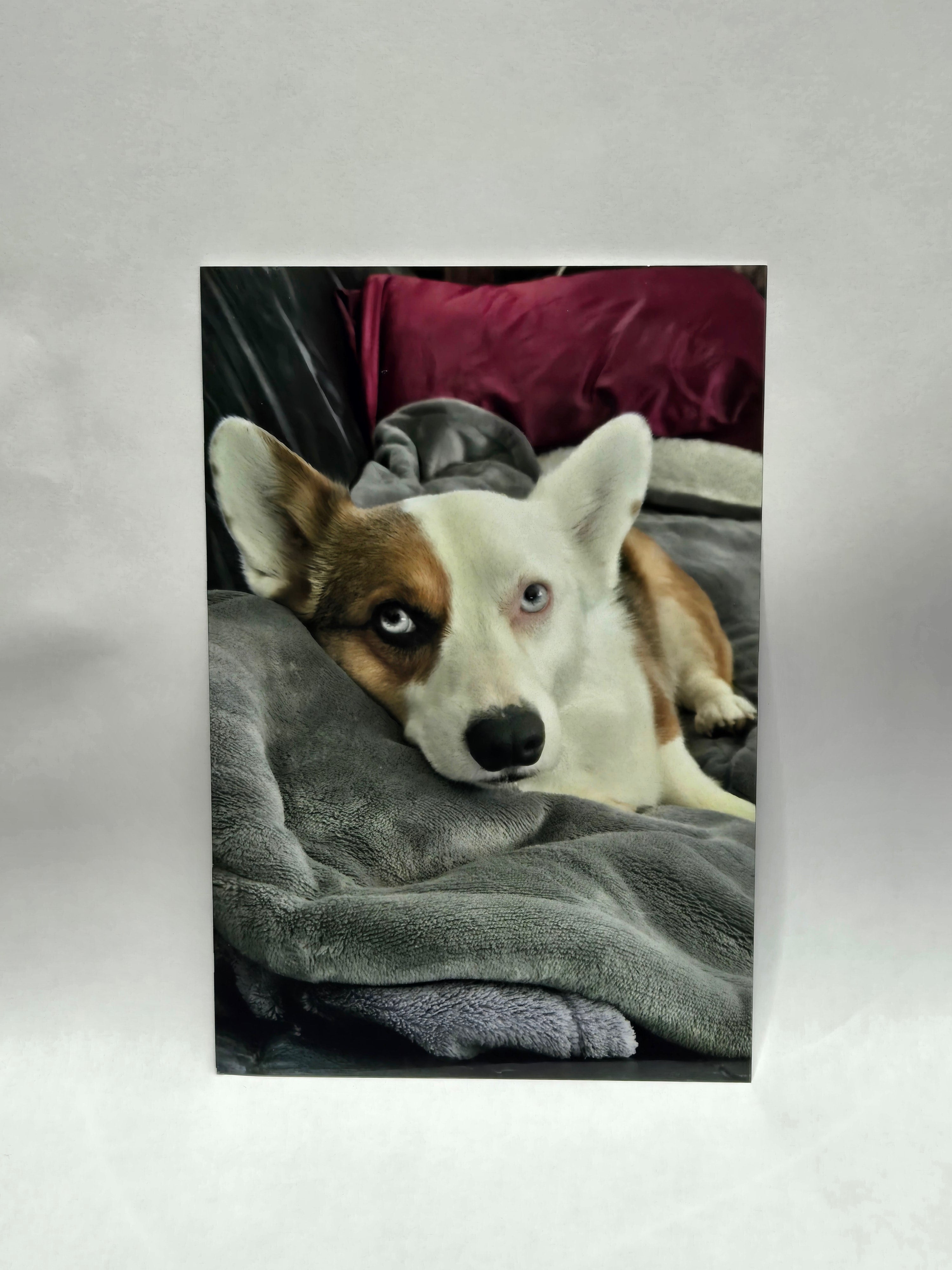 Glossy aluminum print of a dog peeking out from behind a gray blanket.