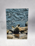 Glossy aluminum print of a seal on a rock with water in the background