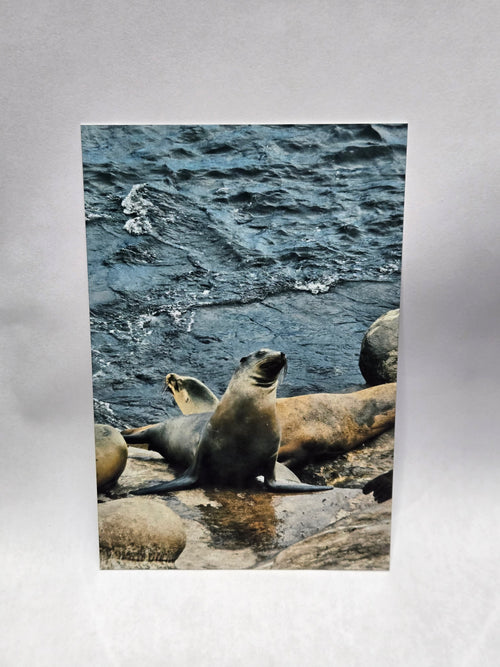 Glossy aluminum print of a seal on a rock with water in the background