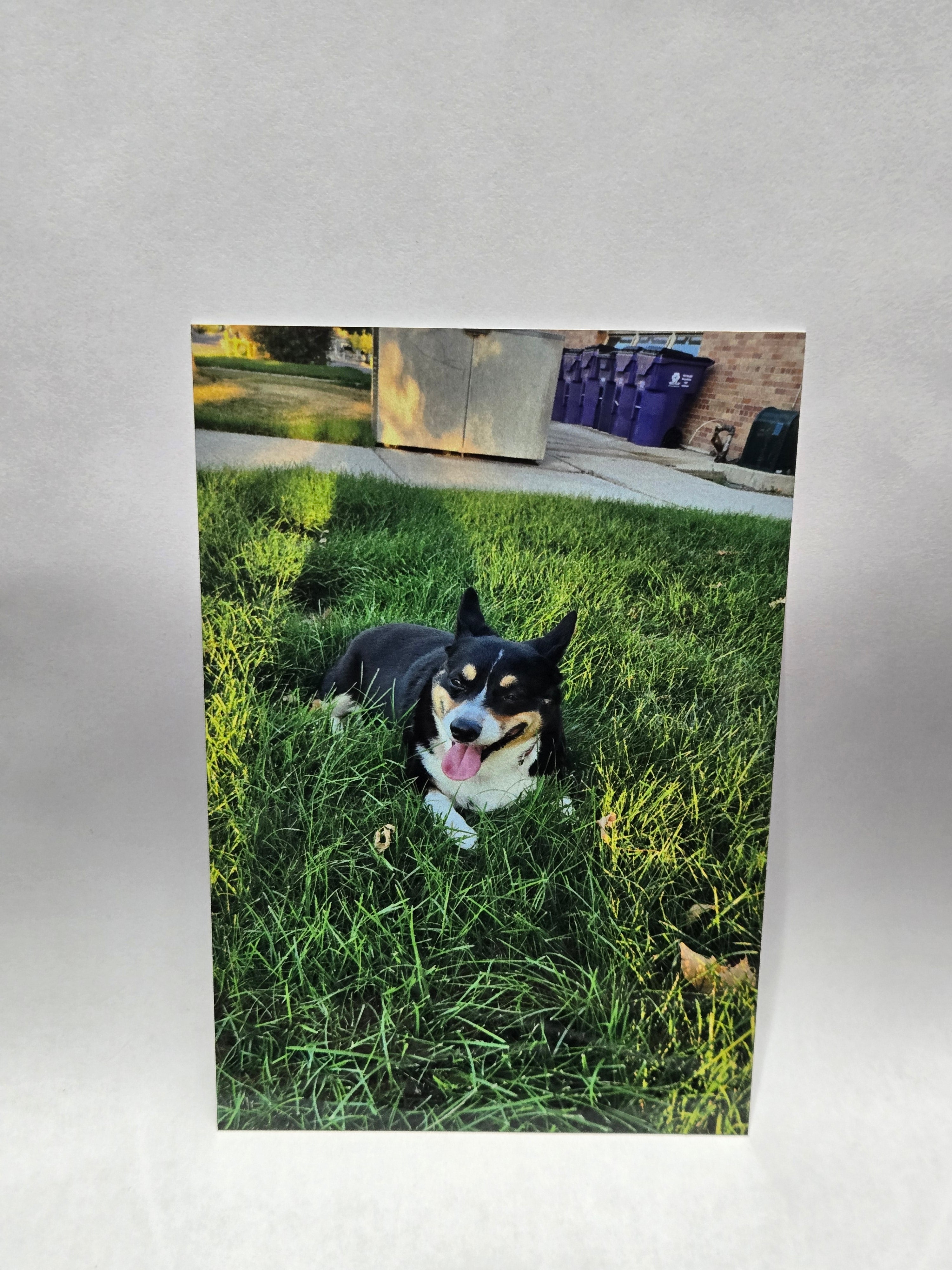 Glossy aluminum print of a dog laying on grass.