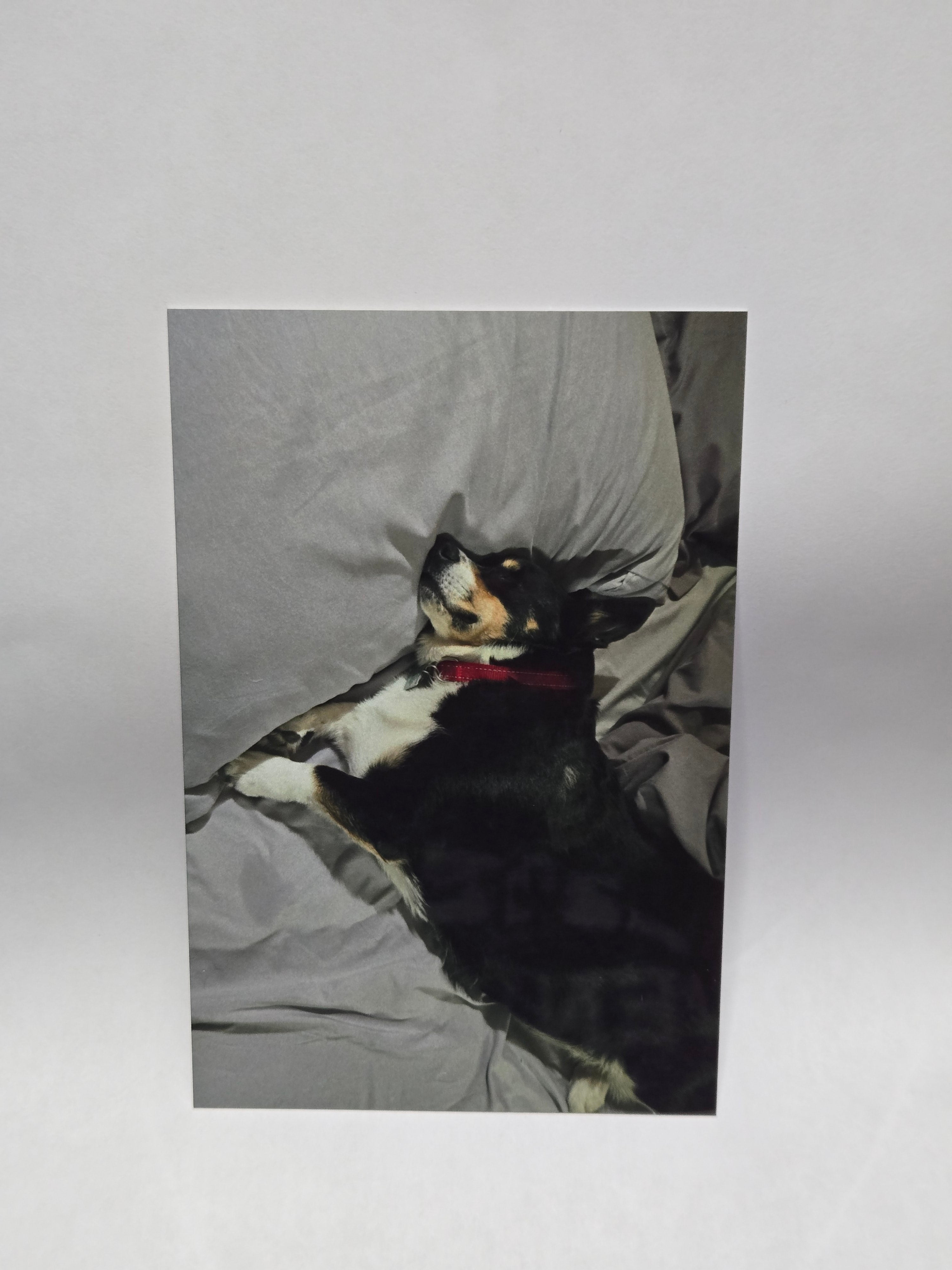 Glossy aluminum print of a dog lying on a bed with a red collar